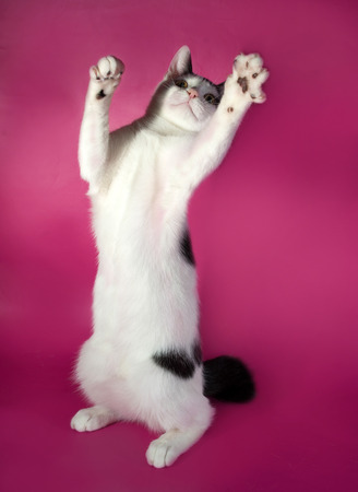 White kitten teenager with black spots  playing on pink backgroundの写真素材