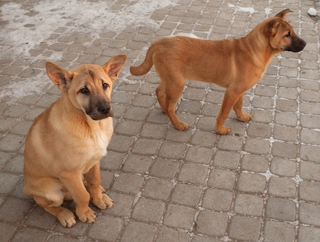 Two red puppy sitting on background of paving slabs