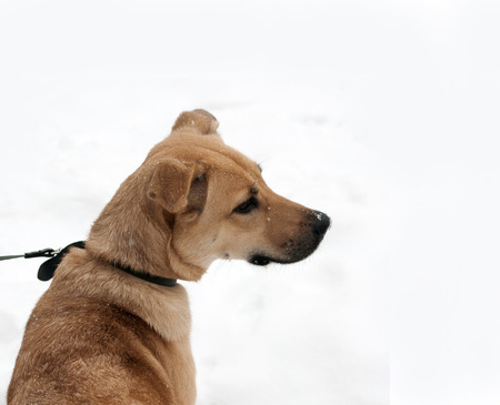 Yellow dog sitting on white snow