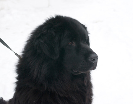 Tibetan Mastiff standing on white snowの写真素材