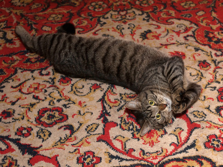 Tabby cat lying on colorful carpetの写真素材