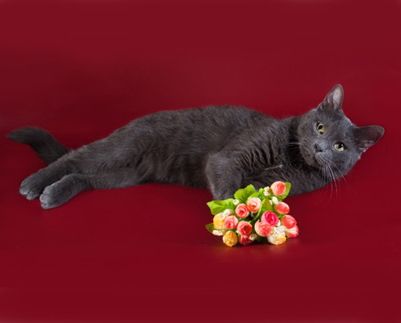 Russian blue cat lying next to bouquet of flowers on burgundy backgroundの写真素材