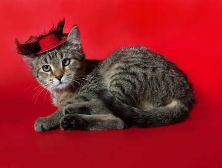 Striped kitten lying on red background in red hatの写真素材