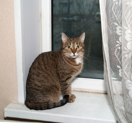 Striped cat sitting on white windowsillの写真素材