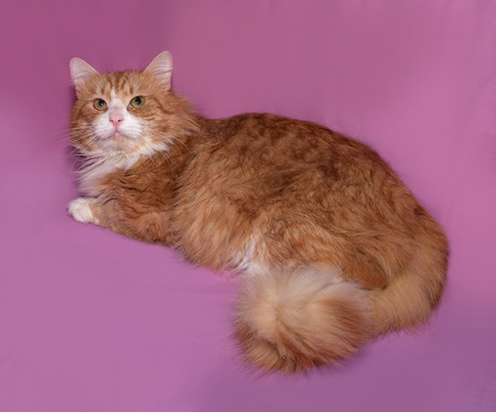 Red and white cat lying on pink backgroundの写真素材