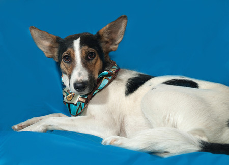 White, red and black dog with big ears lies on blue backgroundの写真素材