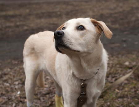 White young dog standing outdoorsの写真素材