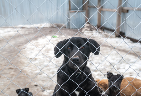 Black dog and puppies are behind metal silver grid in shelter