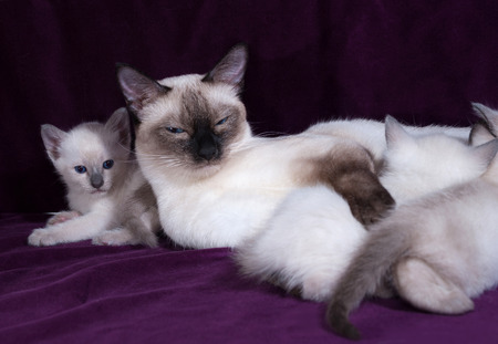 Thai cat and kittens lying on lilac backgroundの写真素材