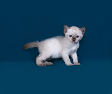 Thai white kitten standing on blue backgroundの写真素材