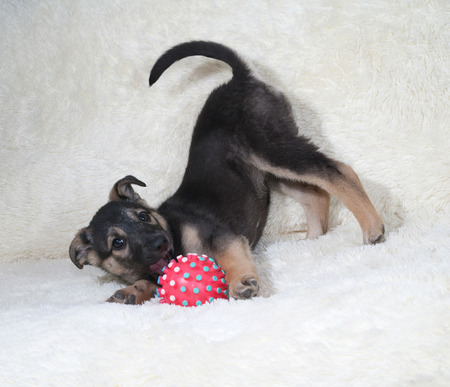 Black and yellow puppy playing on white fur sofaの写真素材