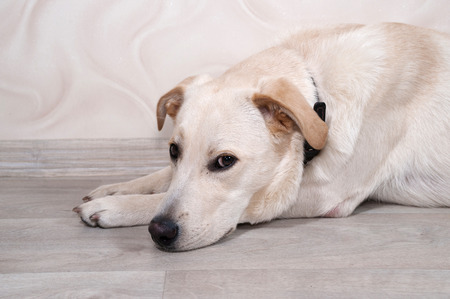 White dog lying on floor