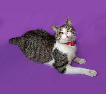 Tabby and white cat in red collar lies on lilac backgroundの写真素材