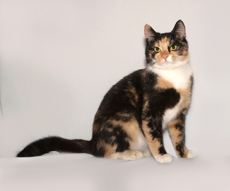 Tricolor young cat sitting on gray backgroundの写真素材