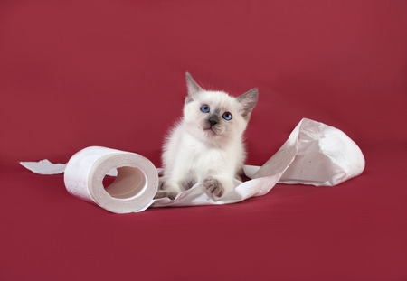 Thai white kitten playing with toilet paper on red backgroundの写真素材