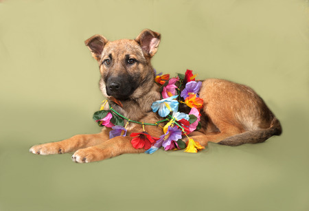 Yellow puppy with garland of artificial flowers on green backgroundの写真素材