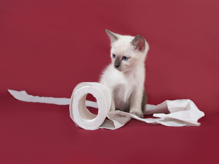 Thai white kitten playing with toilet paper on red backgroundの写真素材