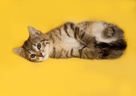 Tabby kitten lies on yellow backgroundの写真素材