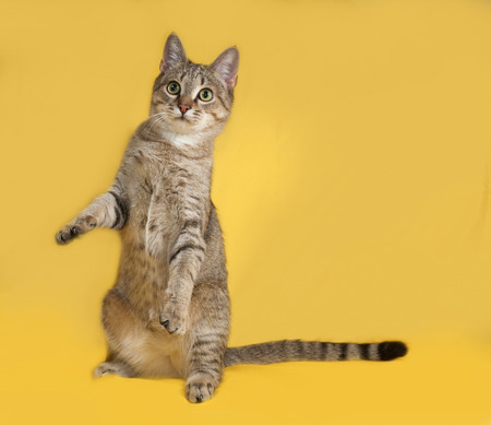 Grey tabby cat sitting on yellow backgroundの写真素材