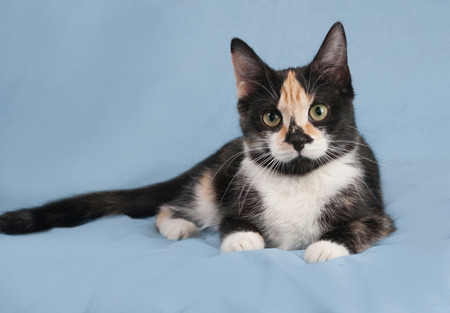 Tricolor kitten with toys lying on blue backgroundの写真素材