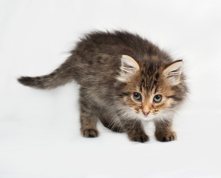 Fluffy Siberian striped kitten standing on gray backgroundの写真素材