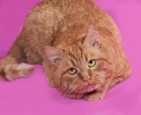 Red cat lays on pink backgroundの写真素材