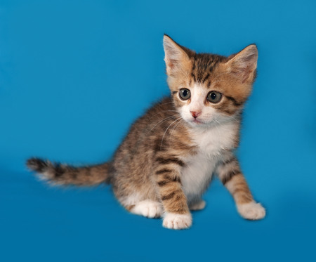 Small striped and red kitten sitting on blue backgroundの写真素材
