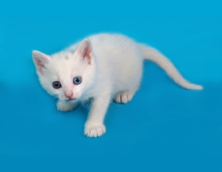 White fluffy kitten standing on blue backgroundの写真素材