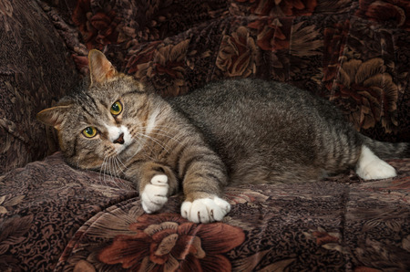 Tabby and white cat lying on colorful chairの写真素材