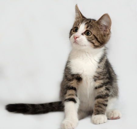 Striped and white kitten sitting on gray backgroundの写真素材