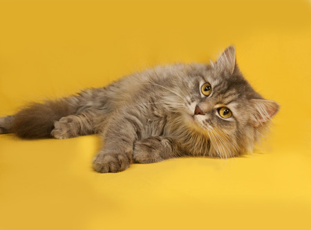 Gray fluffy cat lies on yellow backgroundの写真素材