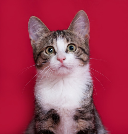 Striped and white kitten sitting on red backgroundの写真素材