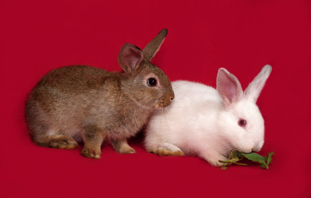 Two rabbits, brown and white, sitting on red backgroundの写真素材