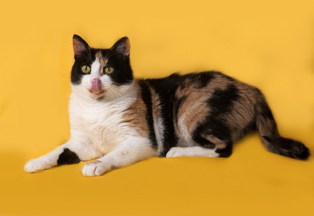 Tricolor cat lies on yellow backgroundの写真素材
