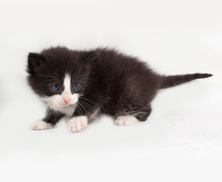Small black and white fluffy kitten standing on gray backgroundの写真素材