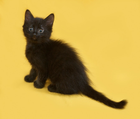 Small fluffy black kitten sitting on yellow backgroundの写真素材