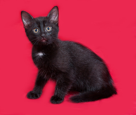 Small black kitten sitting on red backgroundの写真素材