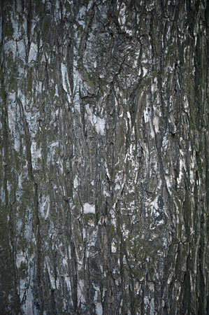 Texture of old tree bark covered with green mossの写真素材