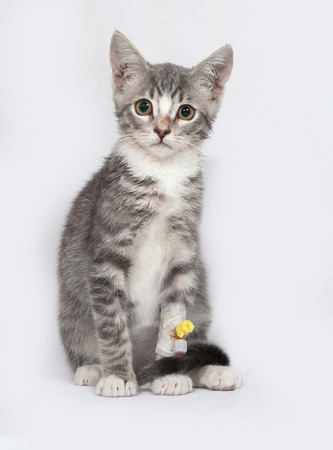 Sick and white striped kitten sitting on gray backgroundの写真素材