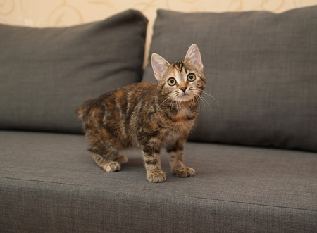 Tricolor kitten standing on gray couchの写真素材