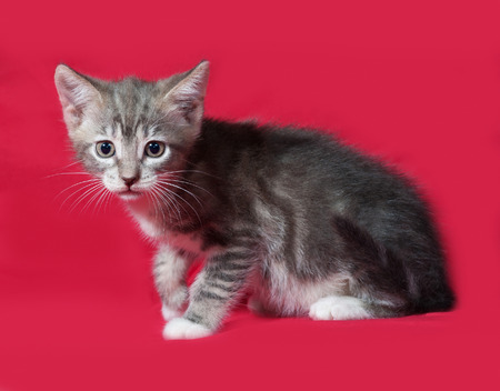 Striped and white kitten sitting on red backgroundの写真素材