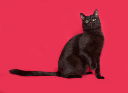Black cat sitting on red backgroundの写真素材