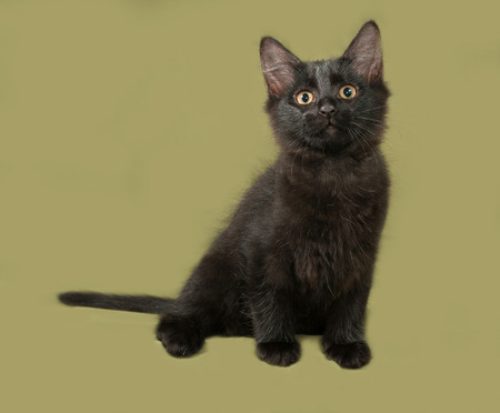 Black fluffy kitten sits on green backgroundの写真素材