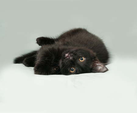 Black fluffy kitten lies on gray backgroundの写真素材