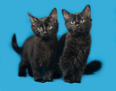 Two black fluffy kitten sits on blue backgroundの写真素材