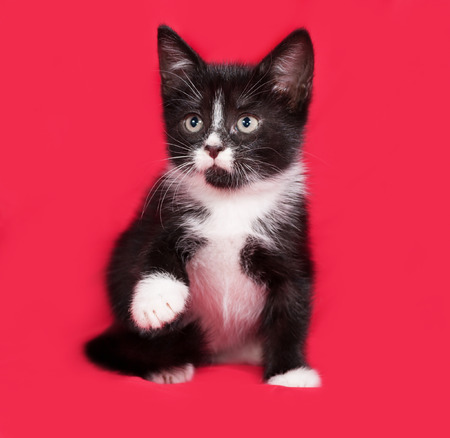 Black and white kitten sitting on red backgroundの写真素材