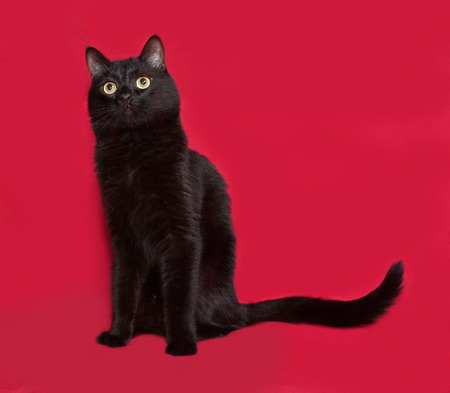 Black cat sitting on red backgroundの写真素材