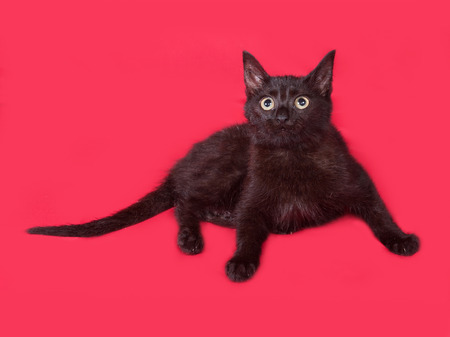 Black cat lies on red backgroundの写真素材