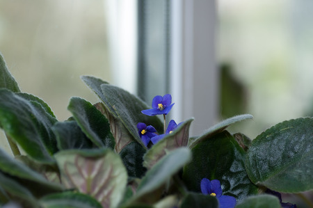 Blue violets on window against blue skyの写真素材