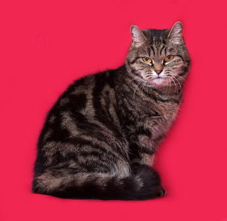 Striped cat sitting on red backgroundの写真素材